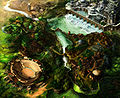 Thumbnail for version as of 18:23, 23 December 2009